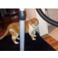 Timmi, Timmi sucht ein Zuhause - Kater