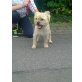 Timmi, West Highland Terrier-Pekinesen Mix - Rüde