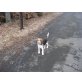 Timmy, Beagle Welpen - Rüde