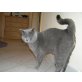 Timmy, Britisch Kurzhaarkatze - Kater