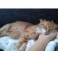 Timmy, Hauskatze - Kater