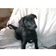 Timmy, Labradormix Welpen - Rüde
