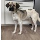 Timmy, Mischling Welpen - Rüde
