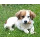 Timmy , Pekinese mit. ..... - Rüde