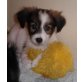 Timmy, Zuckerschnute sucht Zuhause - Rüde