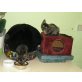 Timmy und Tommy, Orientalisch-Kurzhaar - Kater