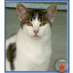 Timmy, wartet schon so lange - Kater