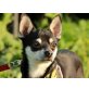 Timo, Chihuahua kurzhaariger Schlag - Rüde
