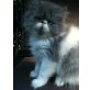 Timo, Perser - Kater