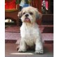 Timo, ShihTzu - Rüde