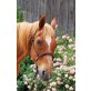 Timo, Suche Mitreiter/in auf Warmblutwallach - Wallach