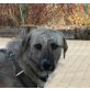 Timo, holl. Schäferhund Mix - Rüde