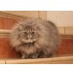 Timo of Jesscor Cats, Perser - Kater