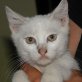 Timo, weißer - Kater