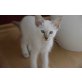 Timon, Balinese - Kater