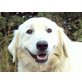Timon, Golden-Retriever-Kuvasz-Mix Welpen - Rüde
