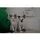 Timon, Siamesen - Kater