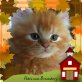 Timon, Terrence, Tiffany, Britisch Kurzhaarkatze - Kater