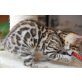 Timothy, Bengalkatze - Kater