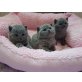 Timothy, Tristan, Umberto Tozzi, Britisch Kurzhaarkatze - Kater