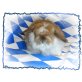 Timy, Mini Lop - männlich