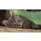 Tina, Europäische Kurzhaarkatze - Katze