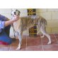 Tina, Galgo Español - Hündin