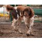 Tina, Grosser Münsterländer - Hündin