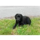 Tina, Labrador  - Hündin