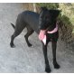 Tina, Labrador-Mix - Hündin