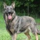 Tina Schäferhund-Mix - - Hündin