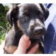 Tina, Sennenhund  Mix - Hündin