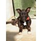 Tina Turner braucht streichelnde Hände, Labrador - Mix - Hündin
