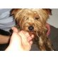 Tina, Yorkshire Terrier - Hündin