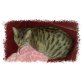 Tina, getigert-weiß, 2003 geb., Europäische Kurzhaarkatze - Katze