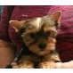 Tina zum Barbarakreuz, Yorkshire Terrier Welpen - Hündin