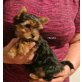 Tina zum Barbarakreuz, Yorkshire Terrier Welpen - Hündin