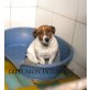 Tinchen, Jack-Russell-Terrier - Hündin