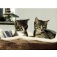 Tine und Stine, Hauskatzen - Katze