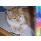 Tini, Hauskatzen - Katze