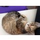 Tinka, Süßes kleines getigertes Hauskatzenkind - Katze