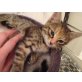 Tinka & Tiffy, 2 bildhübsche Hauskatzenbabys - Katze
