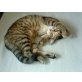 Tinka, hauskatze - Katze