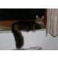 Tinka of Maine Fire, Maine Coon - Katze