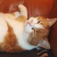 Tinka, rot-weiß gestromt - Katze