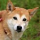 Tinkerbell, Shiba Inu - Hündin