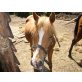 Tinkerbell (Tinki), DR----VA - Stute