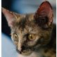 Tinkerbelle, ab 18.05. Pflegestelle in Plankstadt - Katze