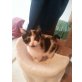 Tinky-Winky, Dipsy, Po, Dreifarbiges Kleeblatt - Katze