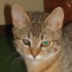 Tiny, Tiger - Katze